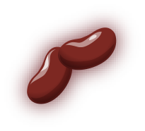 Kidney Beans image