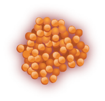 Orange Lentils image