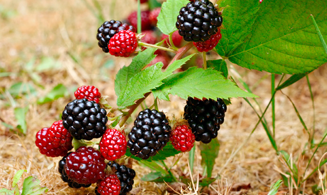Blackberry