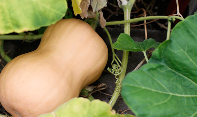Butternut Squash