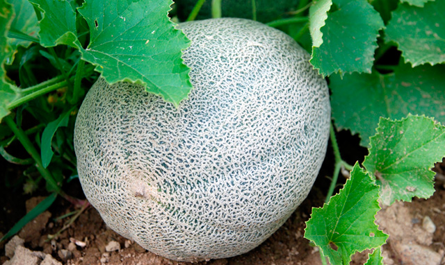 Cantaloupe