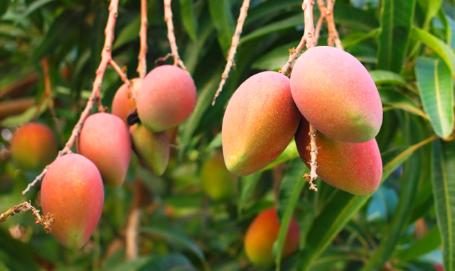 Mango