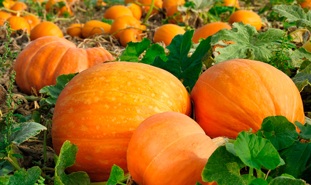 Pumpkin