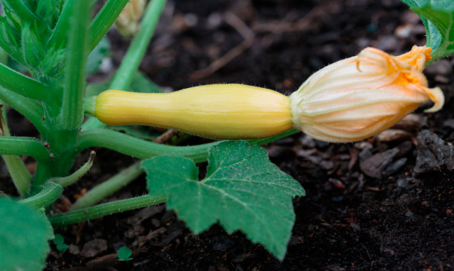 Summer Squash