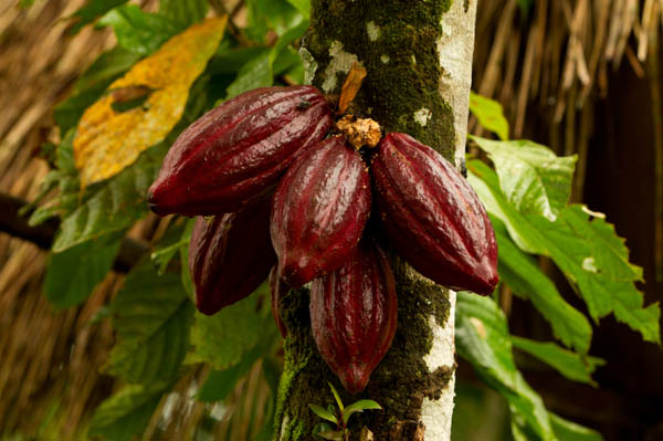 Cacao photo