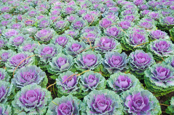Purple Cabbage photo