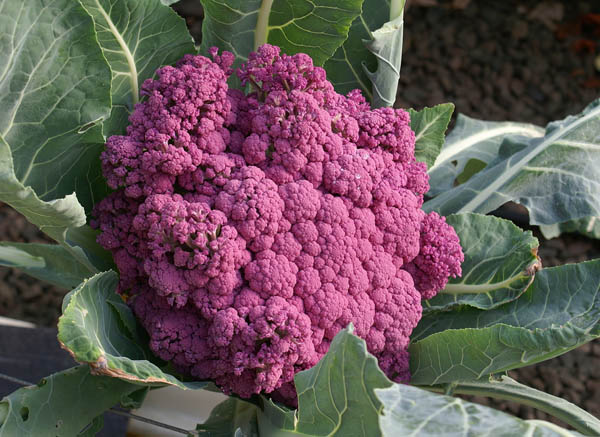 Purple Cauliflower photo