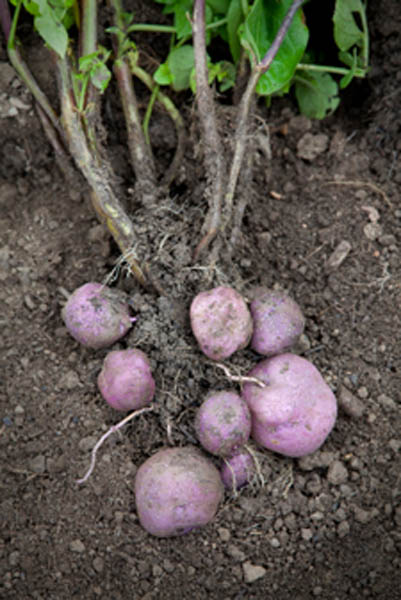 Purple Potatoes photo
